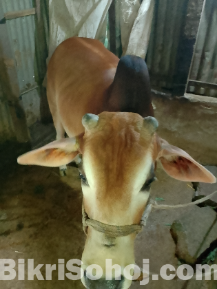 গরু